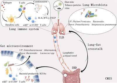 The lung-gut crosstalk in respiratory and inflammatory bowel disease